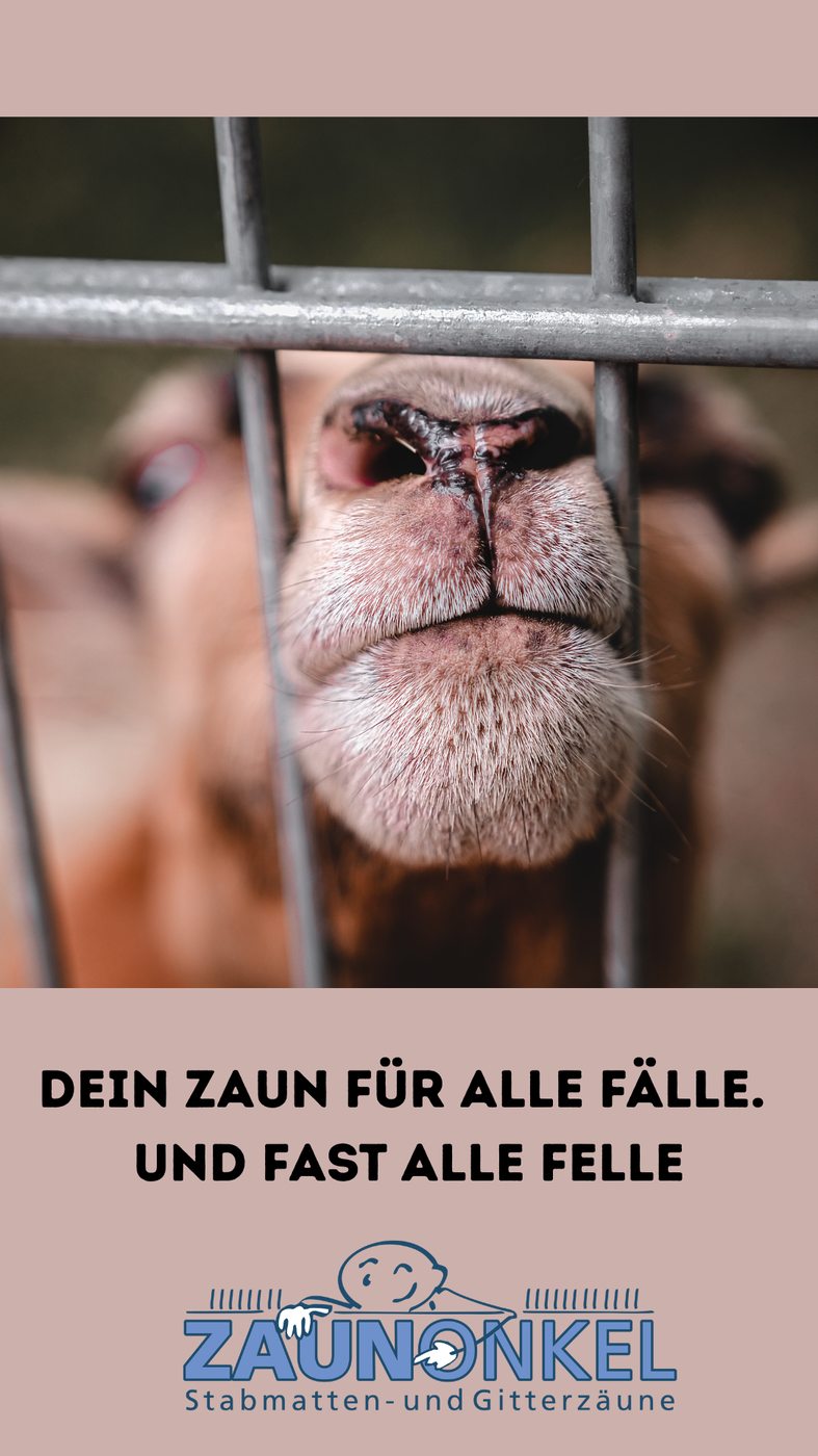 Hundezaun Projekt 6